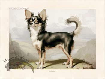 CFA Dog Chihuahua 02